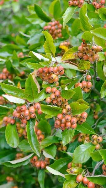 Crataegus Lavallei Carrierei or Cockspur Thorn trees have masses of creamy coloured flowers with pink centres in spring followed by red haws in autumn, buy UK.