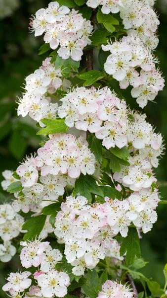 Crataegus Monogyna Compacta Hawthorn in full bloom. These are full standard shaped trees.