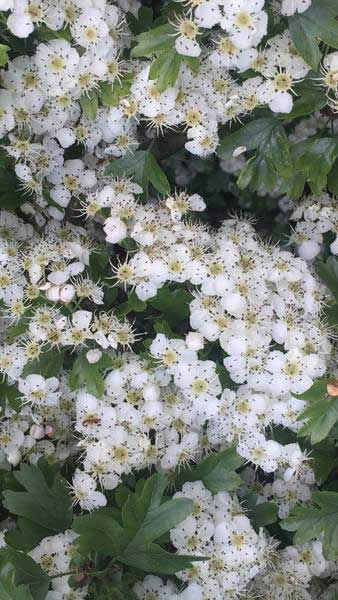 Crataegus Monogyna or Common Hawthorn tree for sale as trees or hedging plants, buy online UK delivery