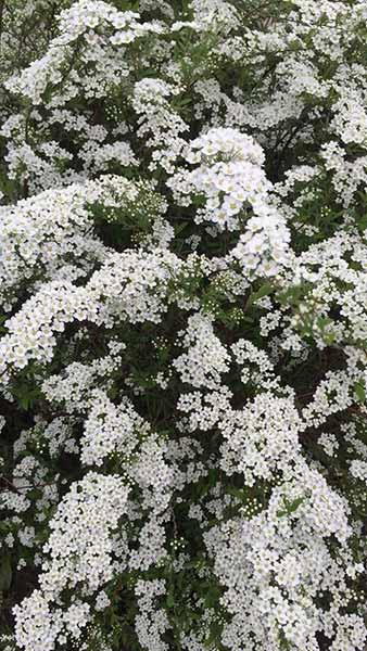 Crataegus Monogyna Stricta Hawthorn, upright variety of the native common hawthorn