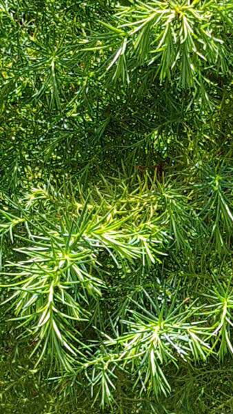 Cryptomeria Japonica Elegans Viridis is also known as Japanese Cedar - lovely evergreen feathery foliage, for sale online with UK delivery