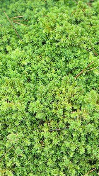 Cryptomeria Japonica Vilmoriniana Japanese Cedar Dwarf Shrub