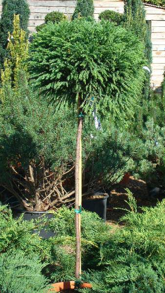 Cryptomeria Japonica or Japanese Cedar topiary full standard tree for sale at Paramount Plants - London topiary specialists