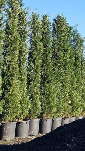 Cupressocyparis Leylandii 2001 has an upright dense habit and fast growth rate 