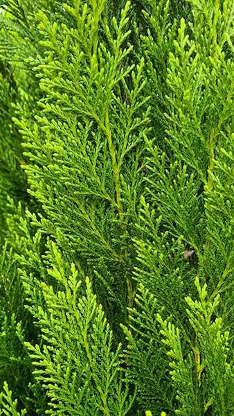 Leyland Cypress Golden Pyramid, Cupressocyparis Leylandii Pyramidalis Aurea Leyland Cypress trees for sale online UK delivery.