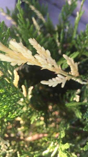 Variegated Leyland Cypress trees for sale online UK