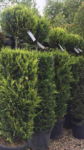 Cupressus Castlewellan Gold Topiary Column and Ball Trees, part of our huge topiary collection - all trees for sale online UK delivery