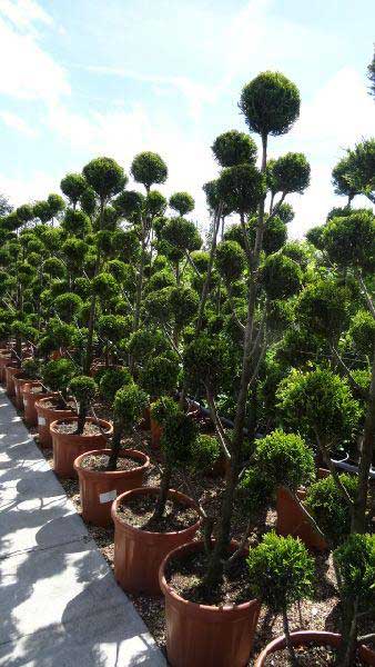 Cupressus Topiary Pom Pom Trees, Topiary for sale UK
