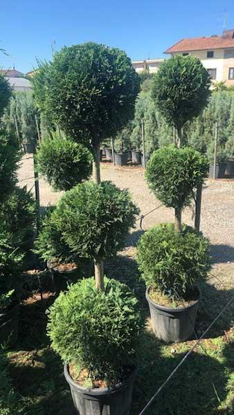 Leyland Cypress 3 Ball Topiary - 3 similar-sized topiary balls on a single stem