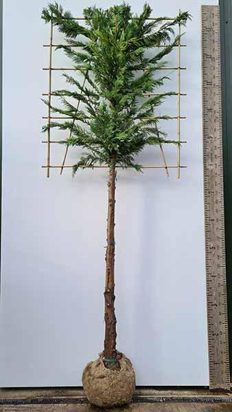 Pleached Leylandii Trees. Pleached Leyland Cypress for Sale