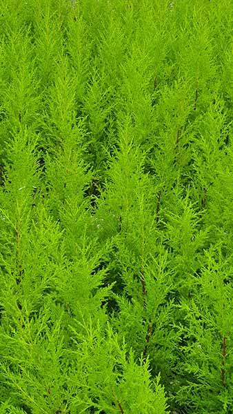 Cupressus Macrocarpa Goldcrest or Monterey Cypress Goldcrest can be used for hedging or screening