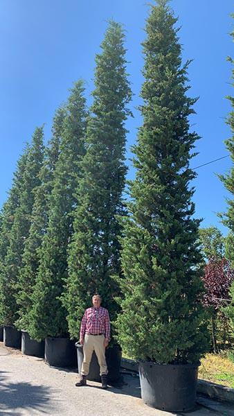 Cupressus Sempervirens Agrimed Italian Cypress, columnar cultivar very resistant to cypress canker. 