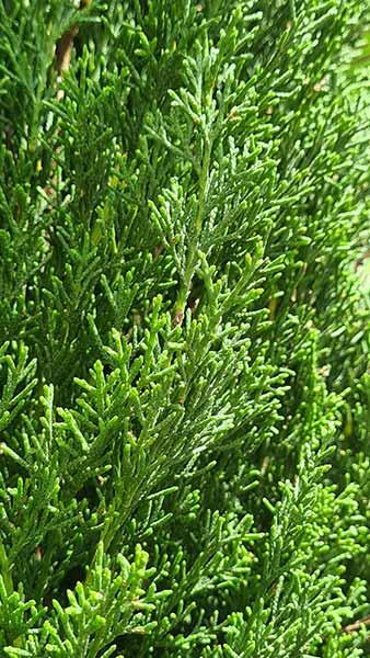 Cupressus Sempervirens Totem or Italian Cypress Totem