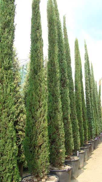 Italian Cypress Tree or Cupressus Sempervirens, for sale at Mediterranean Tree Nursery, London UK