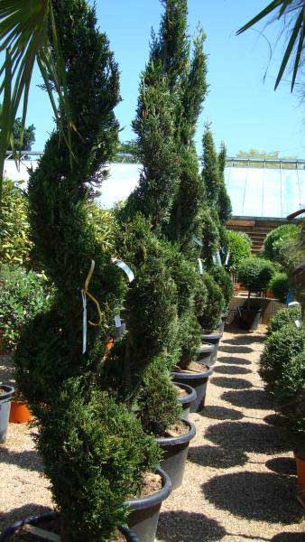 Cupressus Castlewellan Spiral Topiary - specialist topiaries for sale in London & Online from Paramount Plants, UK