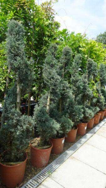 Cupressus x Leylandii Blue Jeans Topiary Spiral UK