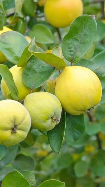 Cydonia Oblonga Leskovack Quince trees for sale, part of our extensive fruit tree collection to buy online with UK delivery.