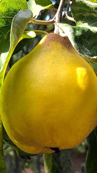 Cydonia Oblonga Vranja Quince trees, beautiful pink blossom and lots of large fruits - good for making quince jam and jelly. Buy Quince trees UK.