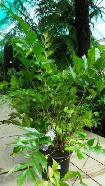 Cyrtomium Falcatum, The Holly Fern, Ferns UK