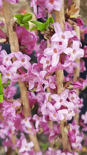 Daphne Mezereum or February Daphne, pink flowering and blooms in winter, buy online UK delivery