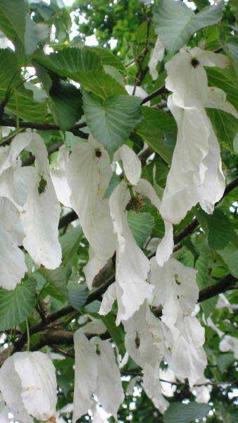 Davidia Involucrata Tree for sale