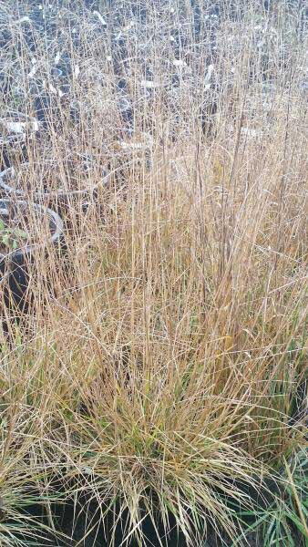 Deschampsia Cespitosa Goldtau for sale online UK