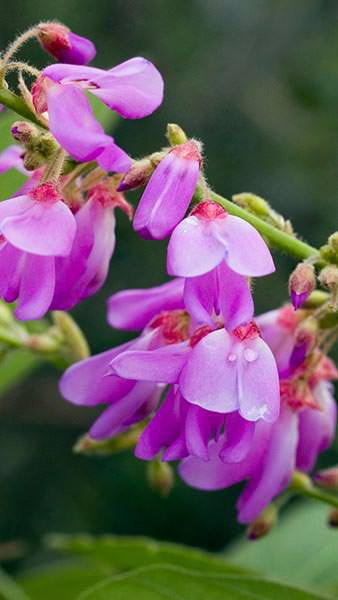 Desmodium Elegans dwarf shrub is commonly known as Elegant Tick Clover For Sale online UK delivery.