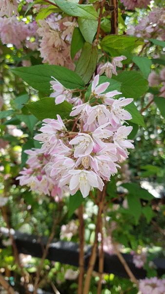 Deutzia Mont Rose. Pink Flowering Deutzia for sale online with UK delivery, we also deliver to Eire.
