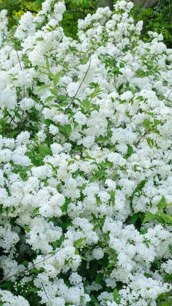 Deutzia Scabra Pride of Rochester