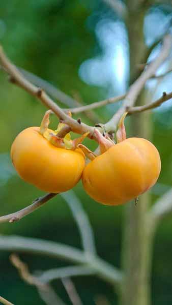 Diospyros Lotus Date Plum or Caucasian Persimmon or Lilac Persimmon trees for sale online with UK delivery