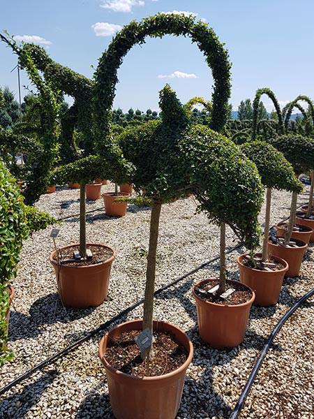 Topiary with Dolphin leaping through a hoop. Beautiful design using Ligustrum Jonandrum - unique topiary designs for sale online UK delivery.