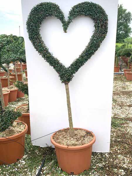  Double heart topiary, unique trained trees in the shape of a heart for sale UK.