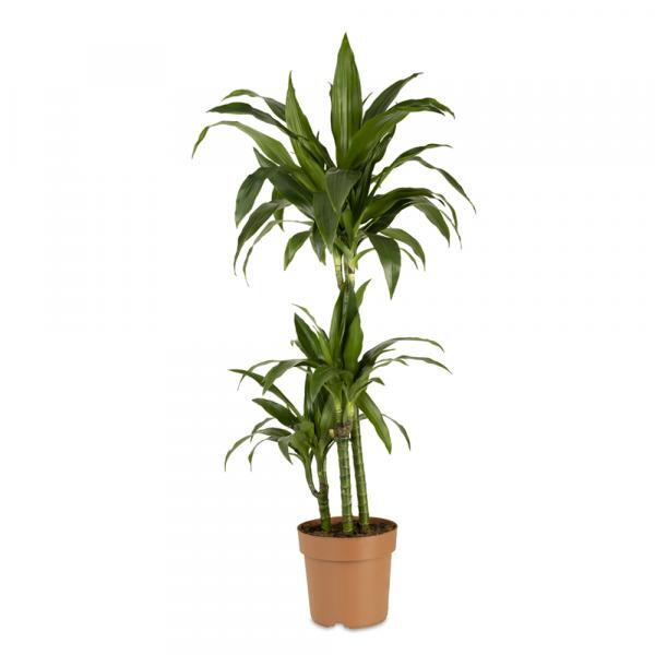 Dracaena Craig Dragon Tree Craig Indoor Plant
