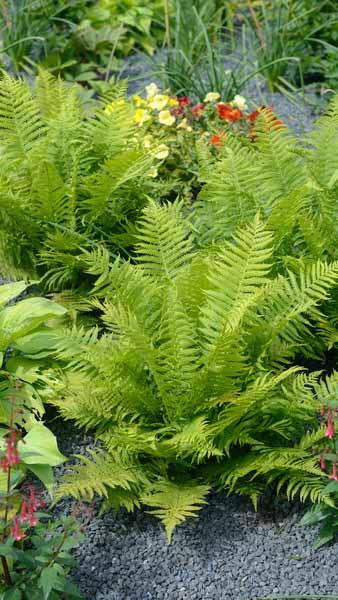 Dryopteris Filix-Mas, Basket Fern or Shield Fern