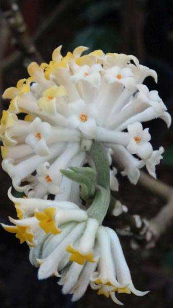 Edgeworthia Chrysantha commonly known as Paper Bush Plant, buy online UK delivery