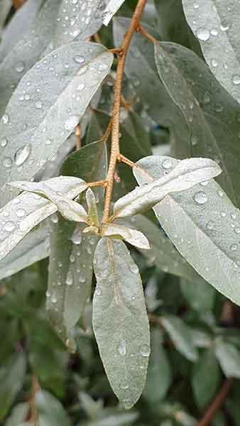 Elaeagnus Angustifolia Oleaster also known as Russian olive, white flowering buy online UK delivery