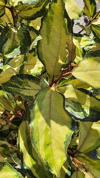 Elaeagnus Ebbingei Maryline Oleaster, hardy fast growing evergreen shrub, Maryline has attractive standout variegated leaves with a yellow centre & green edge