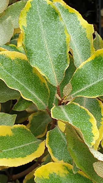 Elaeagnus Ebbingei Viveleg or Oleaster Viveleg has beautiful marginated leaves in dark green and gold. An attractive evergreen shrub, buy online UK.