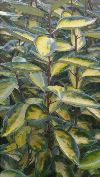 Eleagnus x Ebbingei Limelight - variegated Oleaster shrub for sale online UK