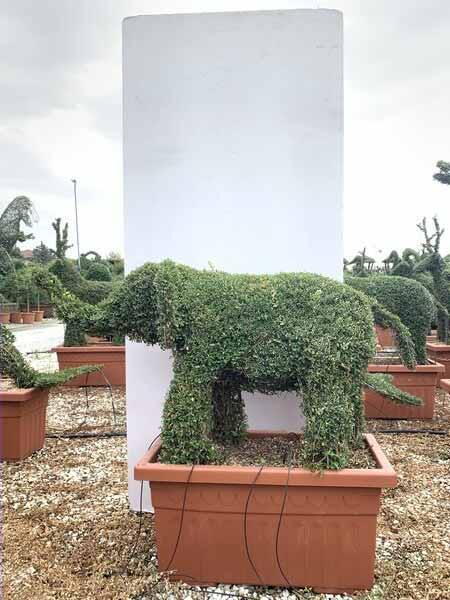 Elephant Topiary tree, unique trained trees in the shape of an elephant for sale UK.