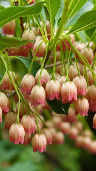 Enkianthus campanulatus  Redvein Enkianthus buy online UK