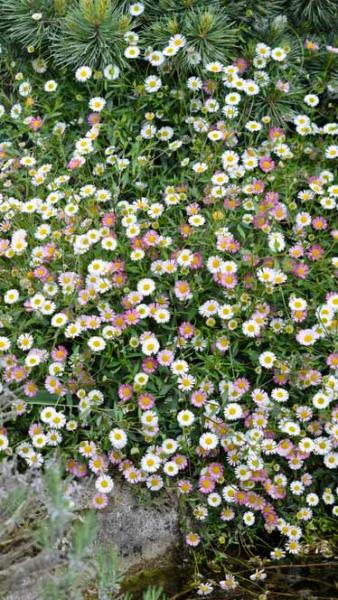 Erigeron Karvinskianus, Spanish or Mexican Daisy