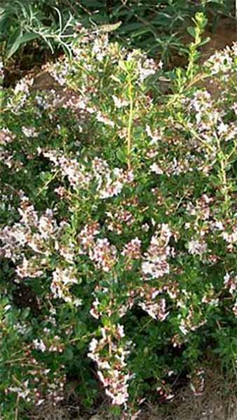 Escallonia Donard Seedling Hedge, good to use for Escallonia Hedging, for sale online with UK delivery.