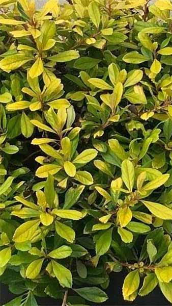 Escallonia Laevis Gold Ellen Hedging