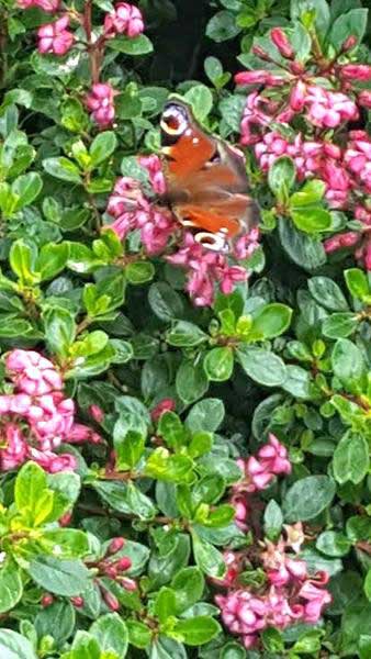 Escallonia Red Dream Compact Hedging Variety of Escallonia, buy online UK delivery.