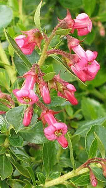 Escallonia Rubra Macrantha Hedge Plants for sale online, red flowering hedging UK delivery.
