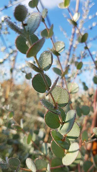 Eucalyptus Gunnii Azura, beautiful soft grey/blue evergreen foliage, compact form and very hardy, this is a must have Eucalyptus, buy online UK.