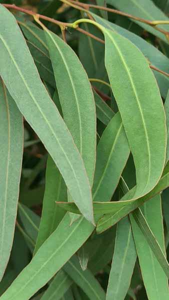 Eucalyptus Camaldulensis Rostrata or Red River Gum Tree