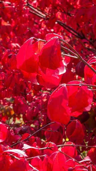 Euonymus Alatus Winged Spindle Tree