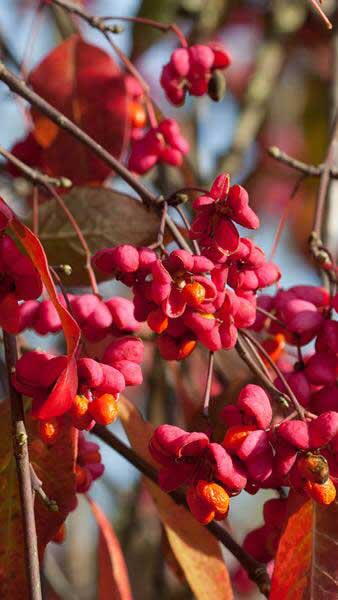 Euonymus Europaeus Red Cascade. Red Cascade Spindle Tree buy online from our UK garden centre.